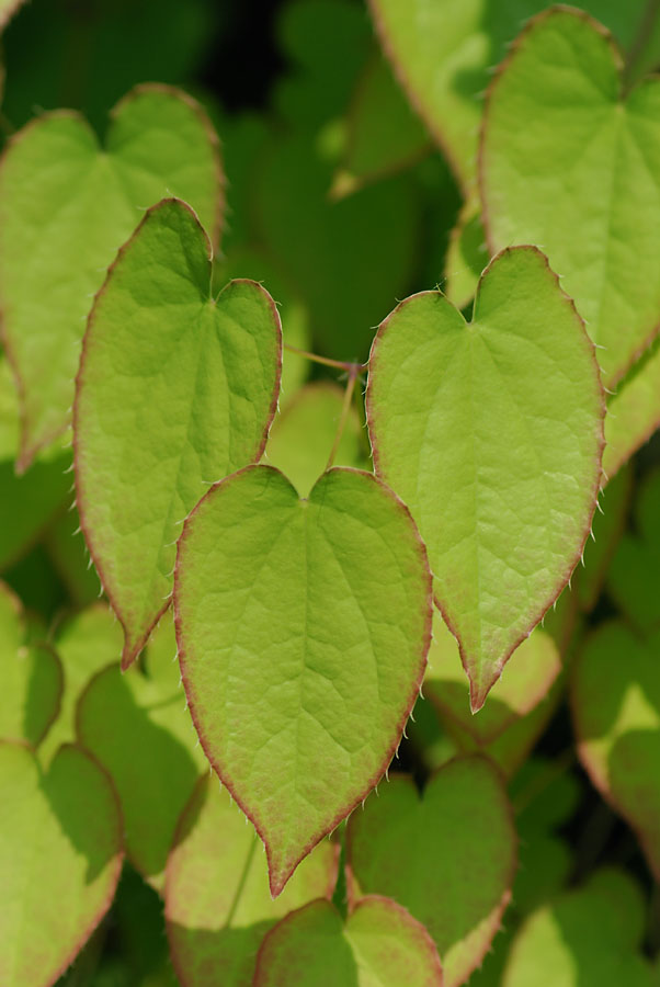 Epimedium alpinum / Epimedio